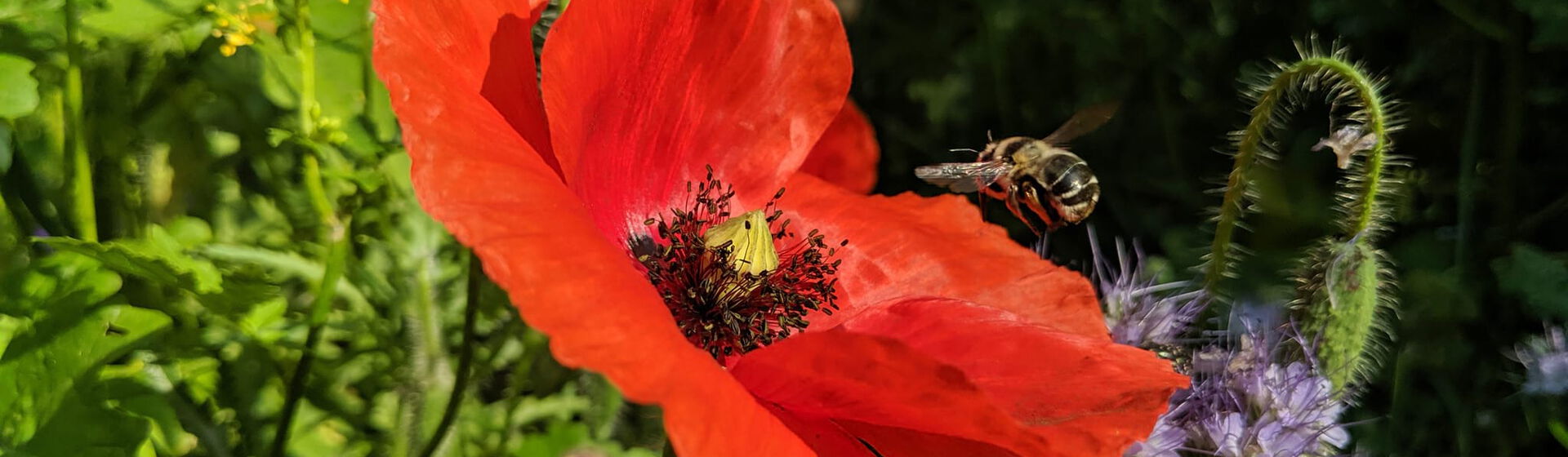 Biene fliegt zu roter Mohnblume